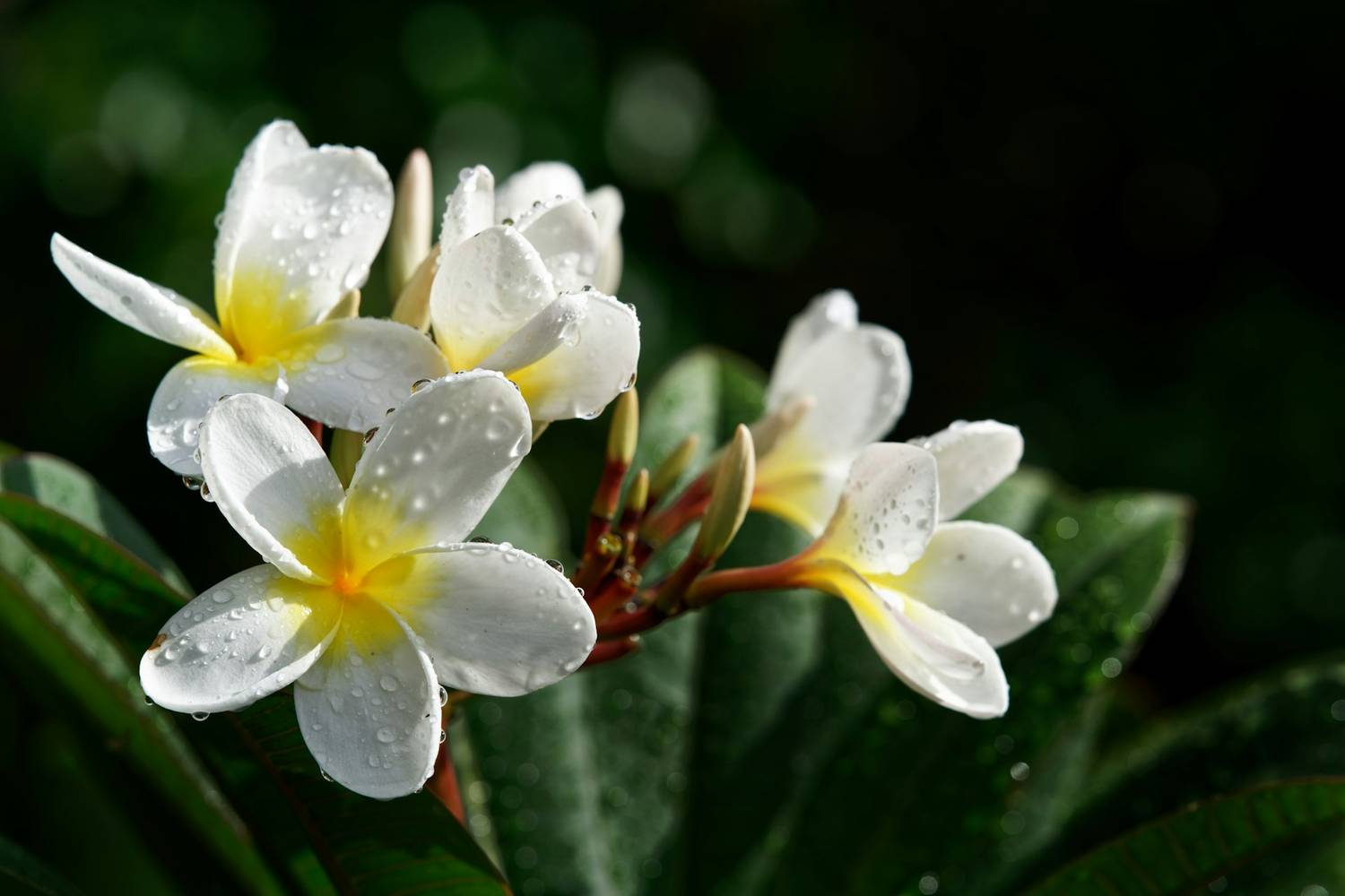 Aromatherapy massage